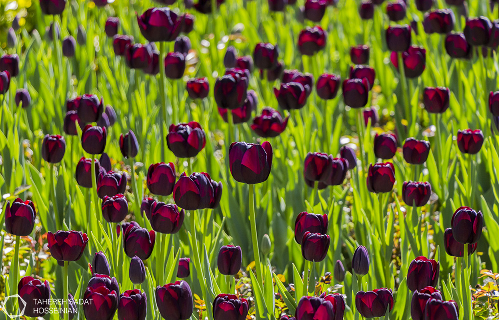 Flowers Tahereh Sadat Hosseinian site