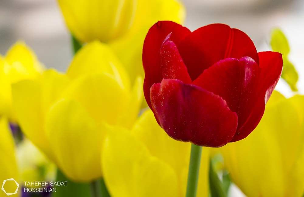 Flowers Tahereh Sadat Hosseinian site
