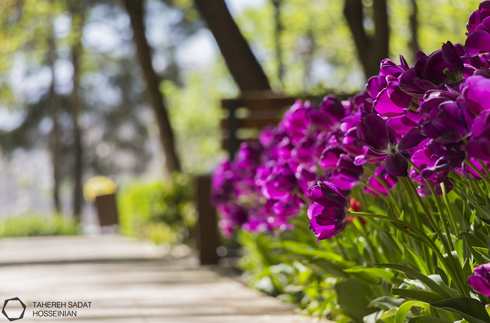 Flowers Tahereh Sadat Hosseinian site