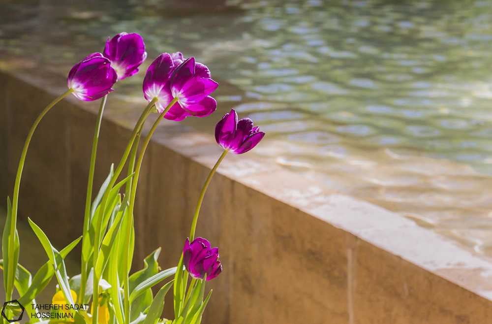 Flowers Tahereh Sadat Hosseinian site